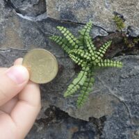 Asplenium trichomanes