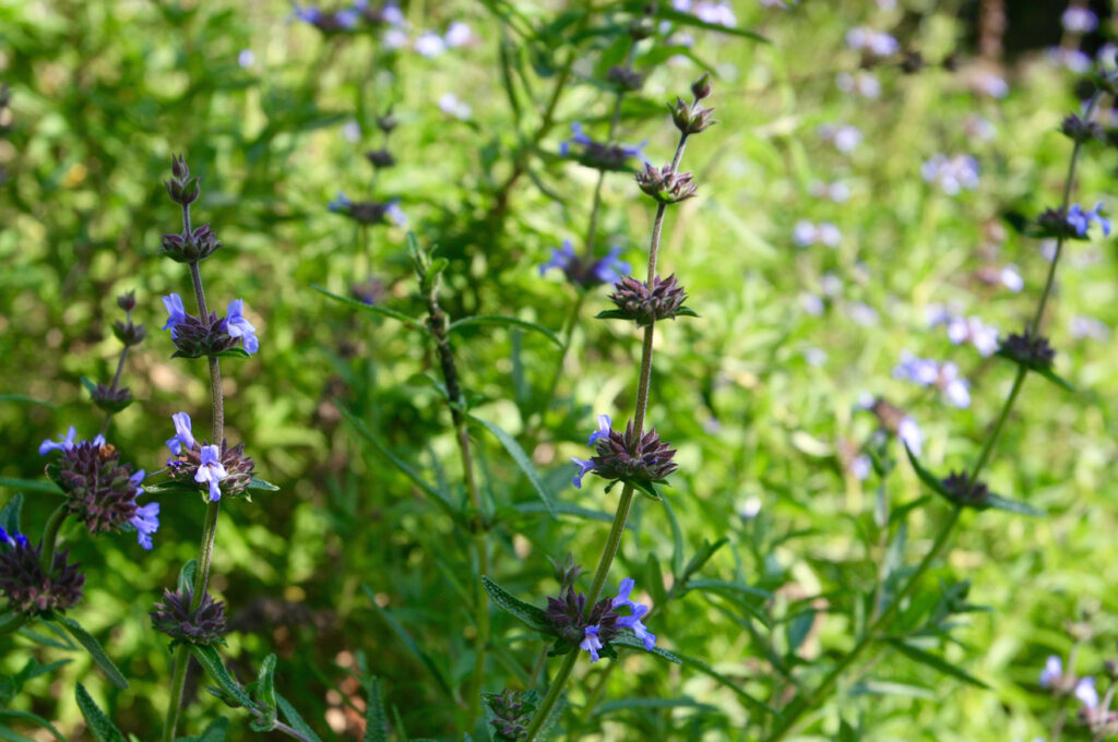 Salvia brandegeei 'Pacific Blue' - Brandegee sage