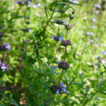 Salvia brandegeei 'Pacific Blue' - Brandegee sage