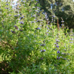 Salvia brandegeei 'Pacific Blue' - Brandegee sage