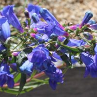 Penstemon heterophyllus ‘Blue Springs’