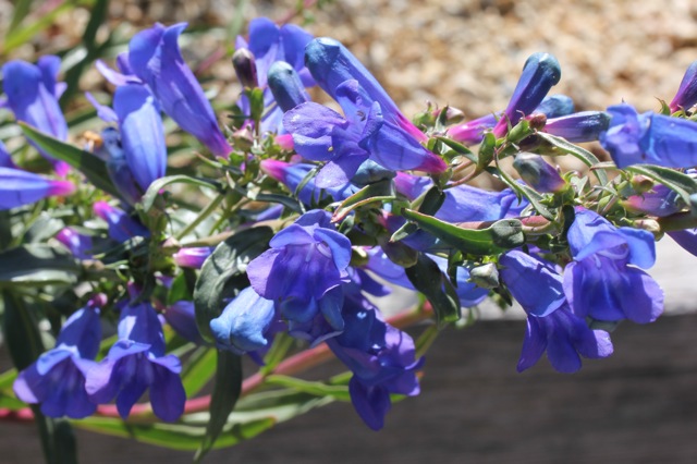 Penstemon heterophyllus 'Blue Springs' - foothill penstemon