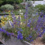 Penstemon heterophyllus 'Blue Springs' - foothill penstemon