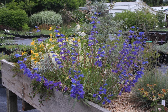 Penstemon heterophyllus 'Blue Springs' - foothill penstemon
