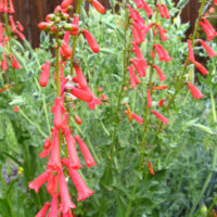 Penstemon eatonii