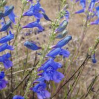 Penstemon heterophyllus – Hood Mt. seed strain