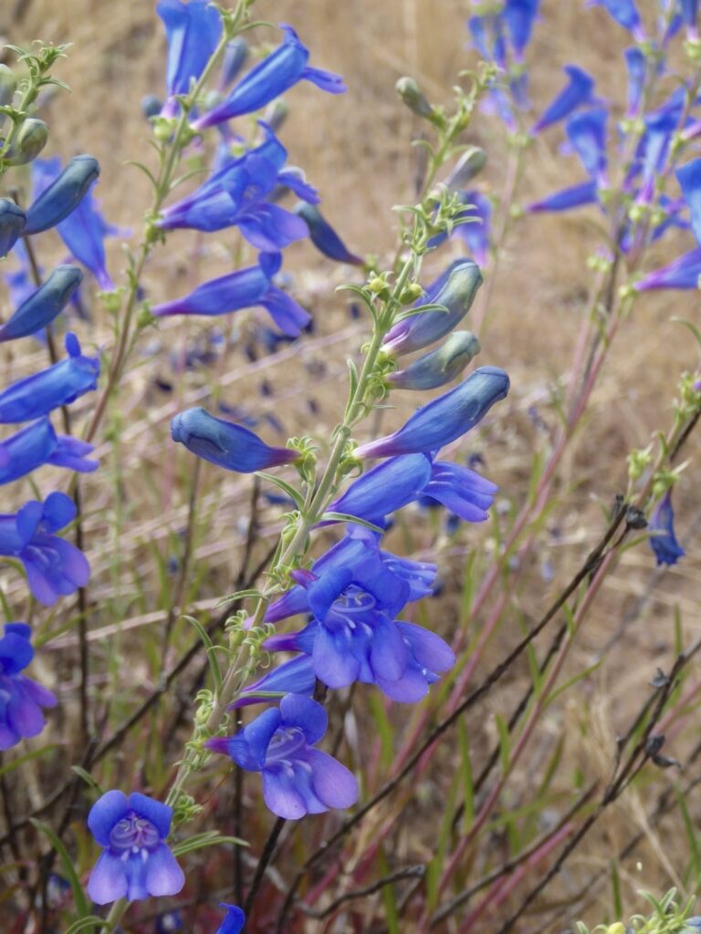 Penstemon heterophyllus - Hood Mt. seed strain - foothill penstemon
