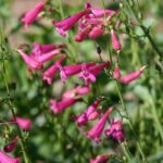Penstemon pseudospectabilis - desert penstemon