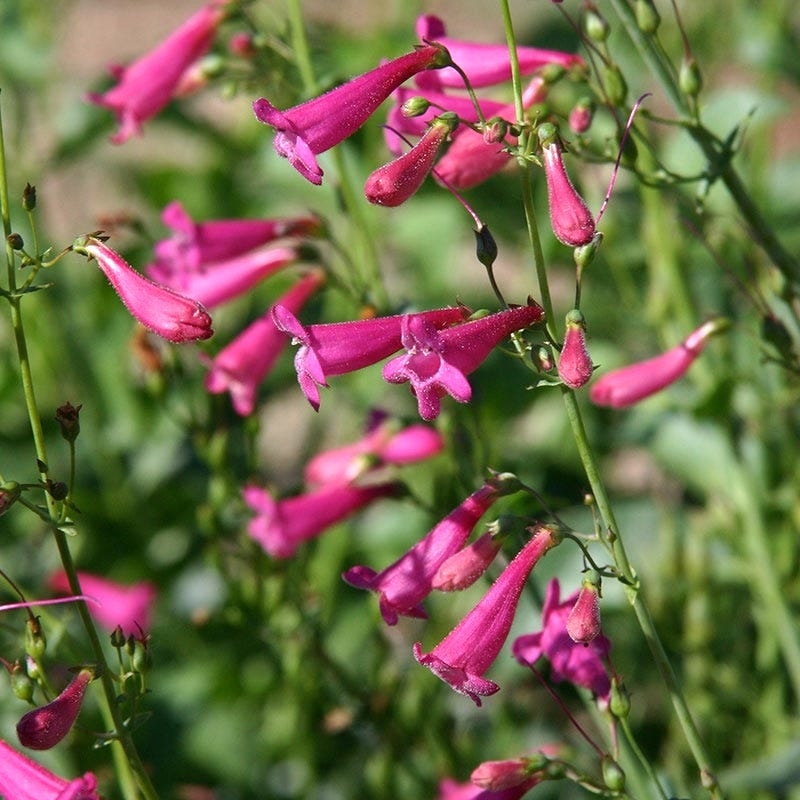 Penstemon pseudospectabilis - desert penstemon