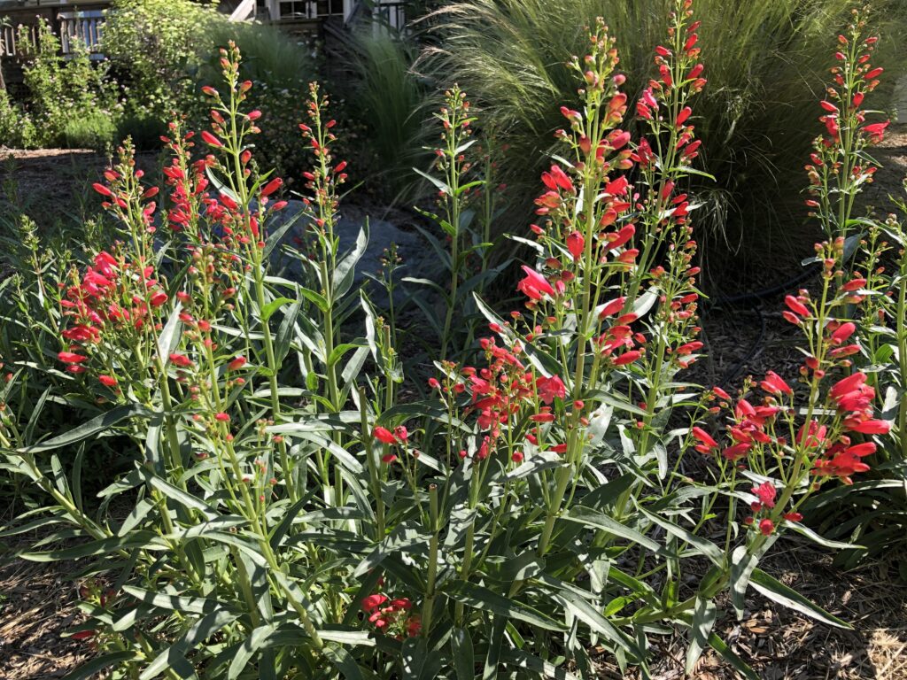 Penstemon barbatus 'Riding Hood Red' - southwest penstemon