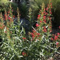Penstemon barbatus ‘Riding Hood Red’