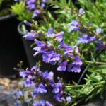 Penstemon 'Catherine de la Mare' - penstemon