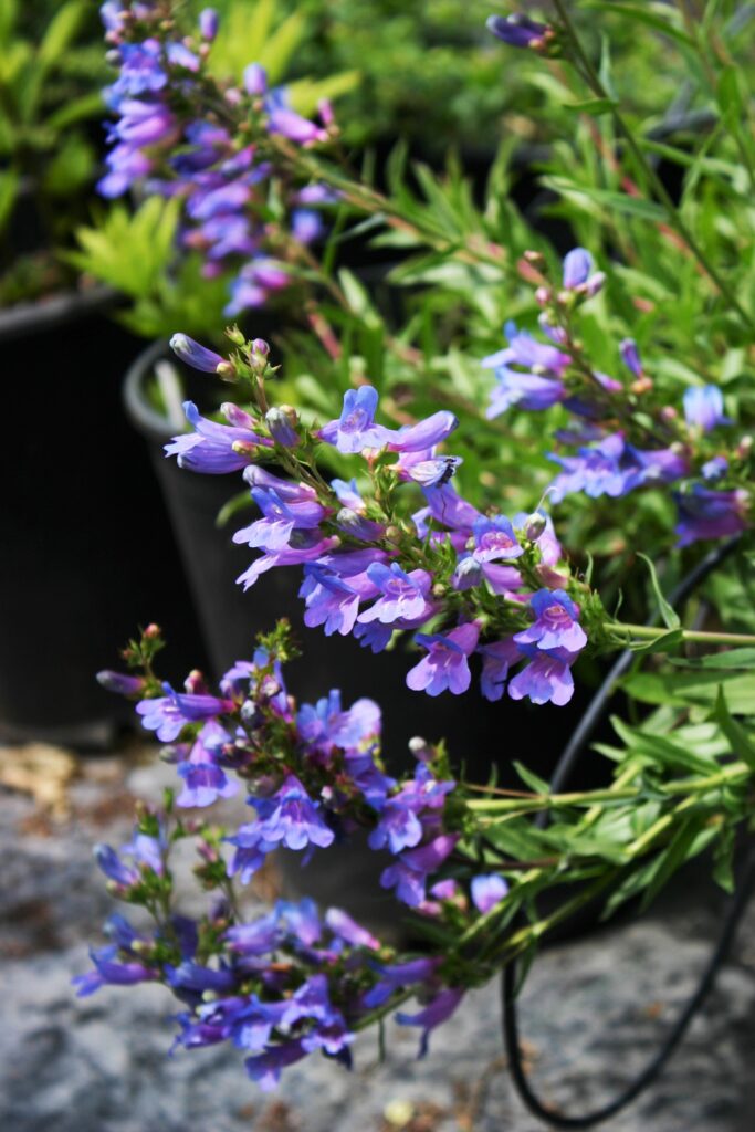 Penstemon 'Catherine de la Mare' - penstemon