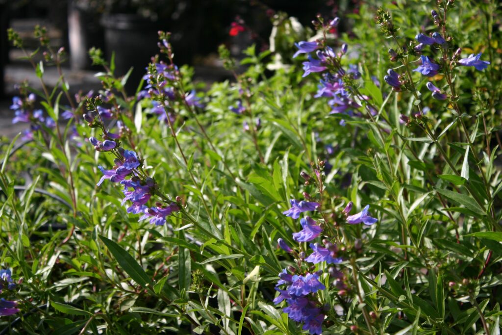 Penstemon 'Catherine de la Mare' - penstemon