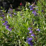 Penstemon 'Catherine de la Mare' - penstemon