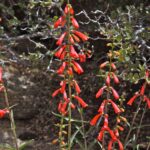 Penstemon centranthifolius - scarlet buglar