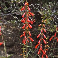 Penstemon centranthifolius