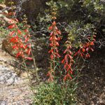 Penstemon centranthifolius - scarlet buglar