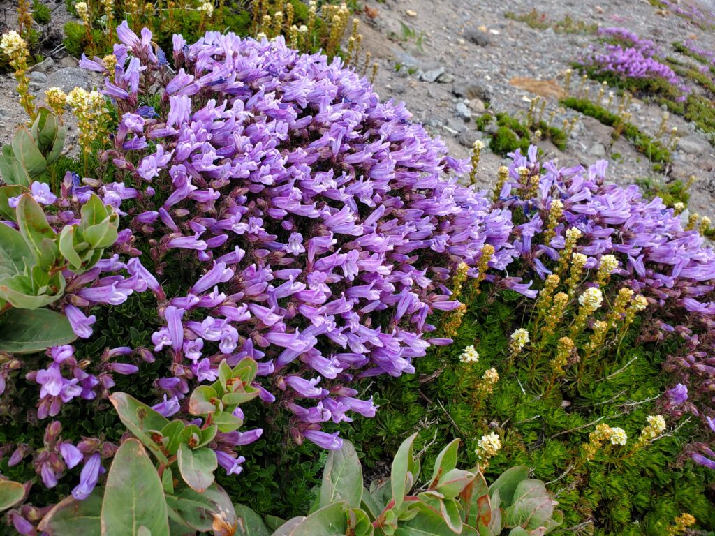 Penstemon davidsonii - Davidson's penstemon