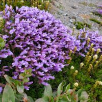 Penstemon davidsonii