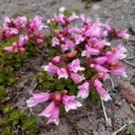 Penstemon davidsonii - Davidson's penstemon