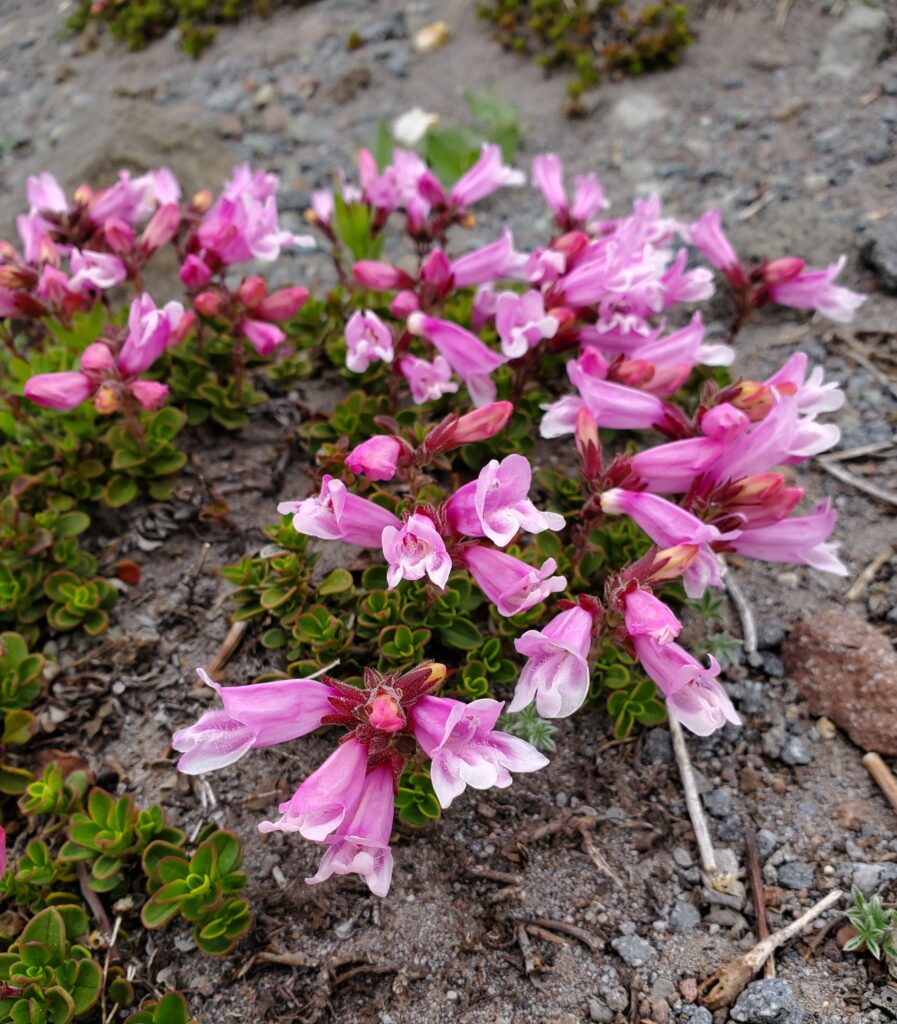 Penstemon davidsonii - Davidson's penstemon