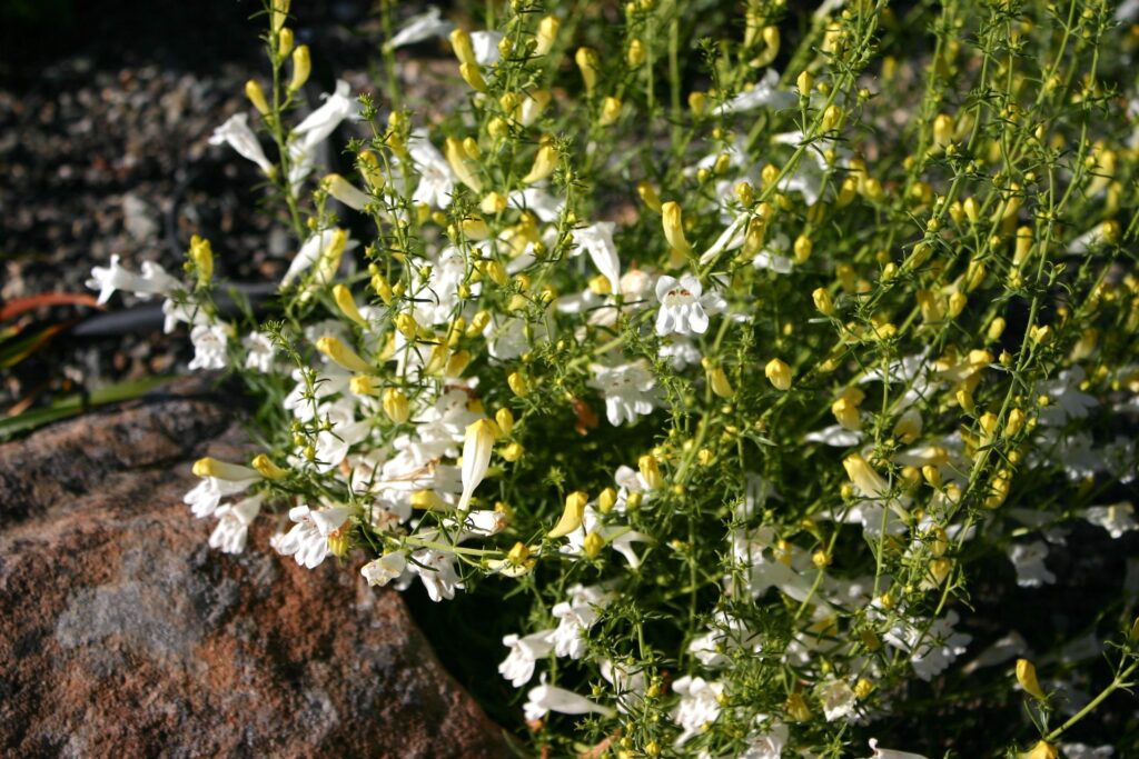Penstemon heterophyllus 'GMR White' - white foothill penstemon