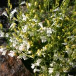 Penstemon heterophyllus 'GMR White' - white foothill penstemon