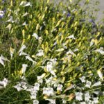 Penstemon heterophyllus 'GMR White' - white foothill penstemon