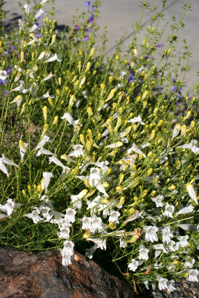 Penstemon heterophyllus 'GMR White' - white foothill penstemon