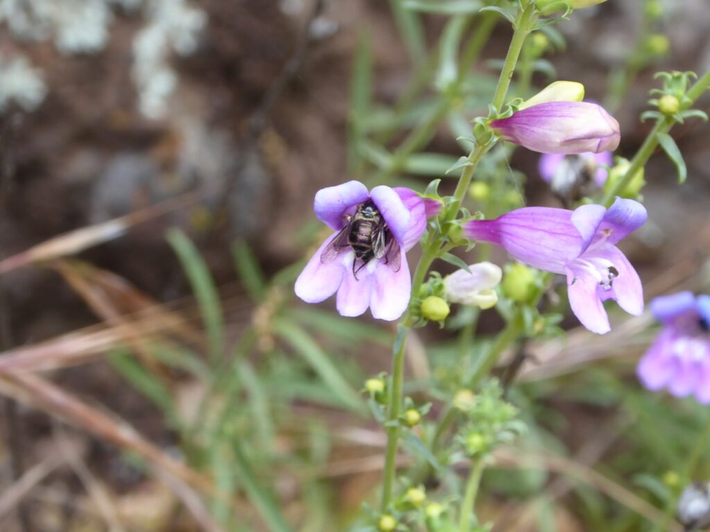 Penstemon heterophyllus - foothill penstemon