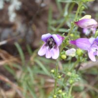 Penstemon heterophyllus