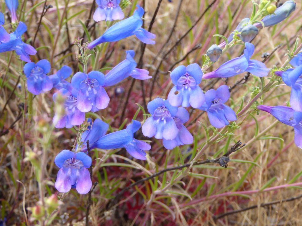 Penstemon heterophyllus - foothill penstemon