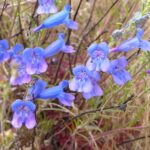 Penstemon heterophyllus - foothill penstemon