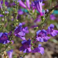 Penstemon heterophyllus ‘Margarita BOP’