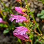 Penstemon newberryi - mountain pride