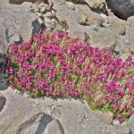 Penstemon newberryi - mountain pride