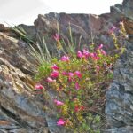 Penstemon newberryi - mountain pride