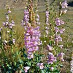 Penstemon palmeri - scented penstemon