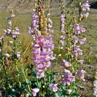 Penstemon palmeri
