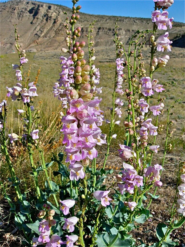 Penstemon palmeri - scented penstemon