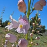 Penstemon palmeri - scented penstemon