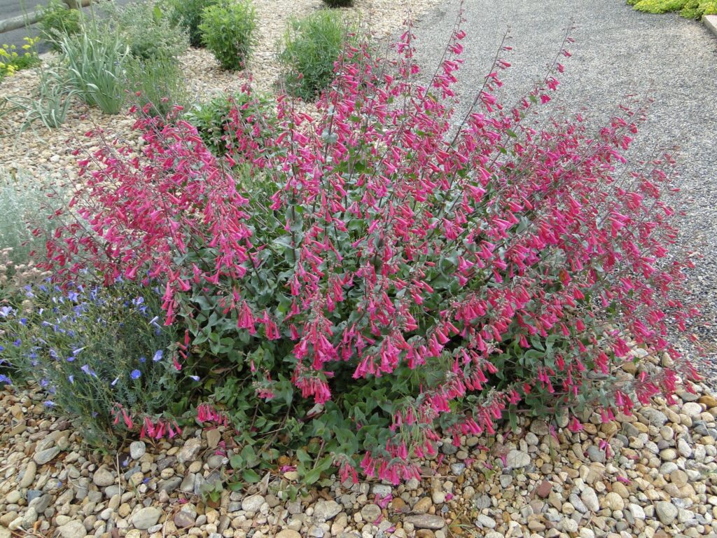 Penstemon pseudospectabilis - desert penstemon