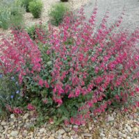 Penstemon pseudospectabilis