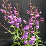 Penstemon spectabilis - royal penstemon