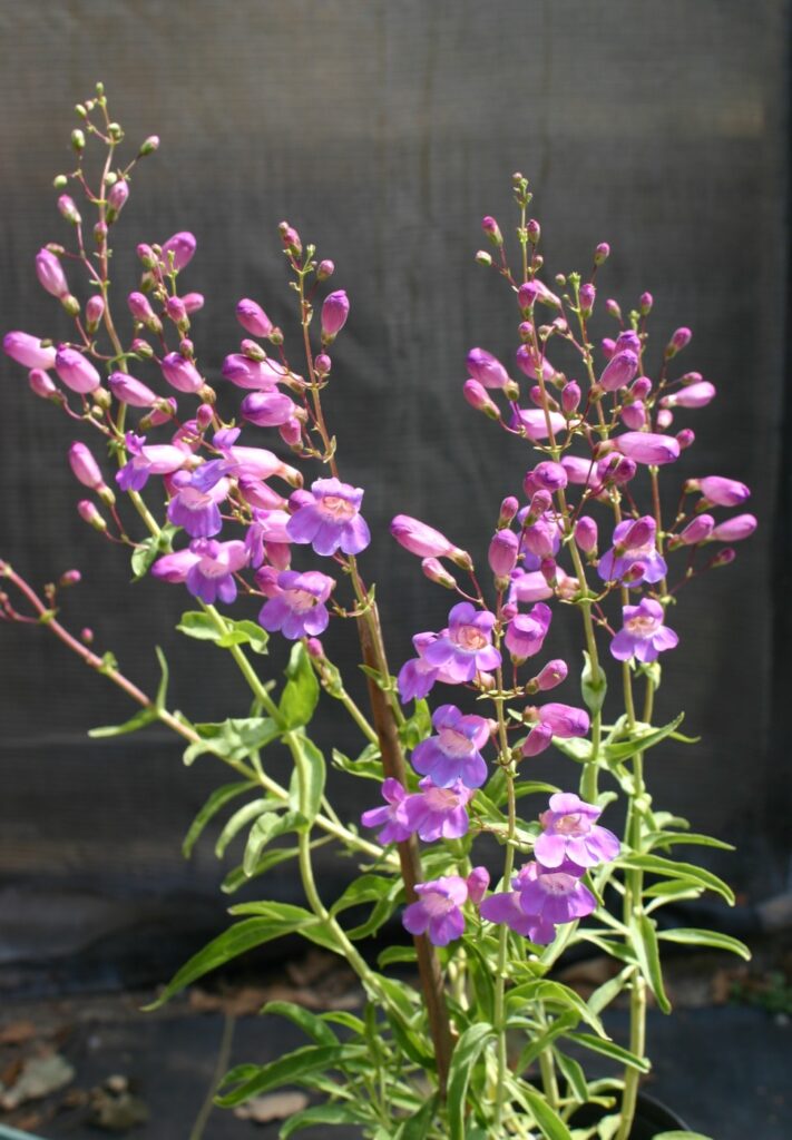 Penstemon spectabilis - royal penstemon