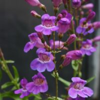 Penstemon spectabilis