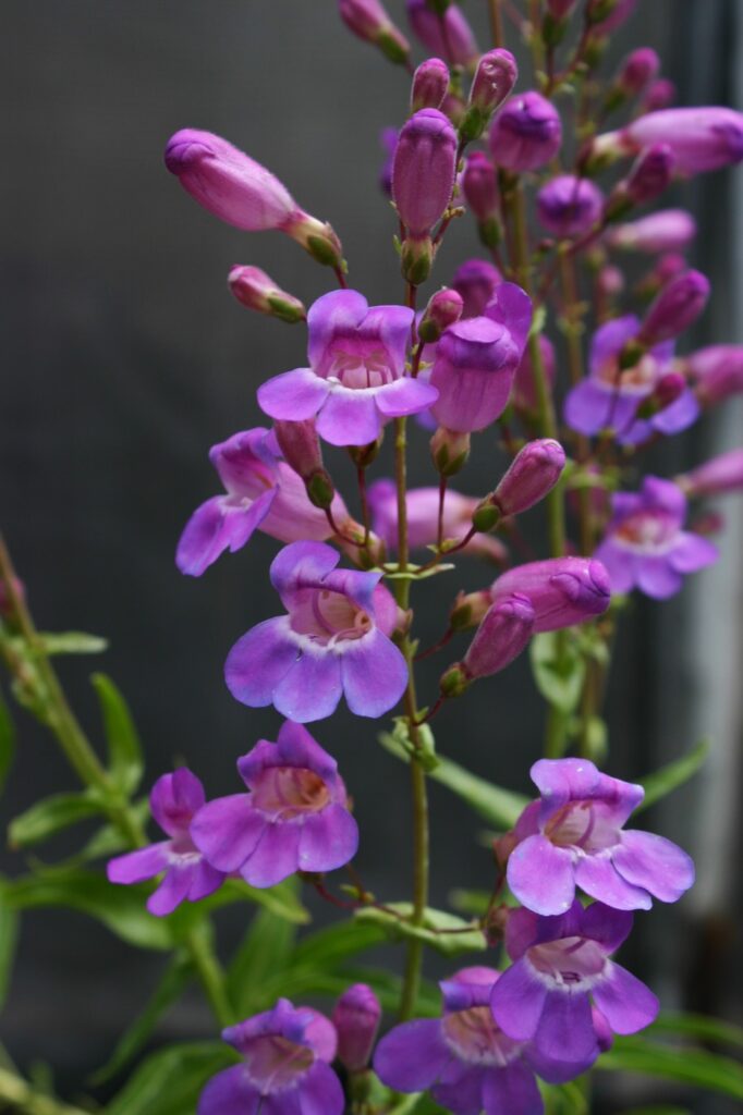 Penstemon spectabilis - royal penstemon