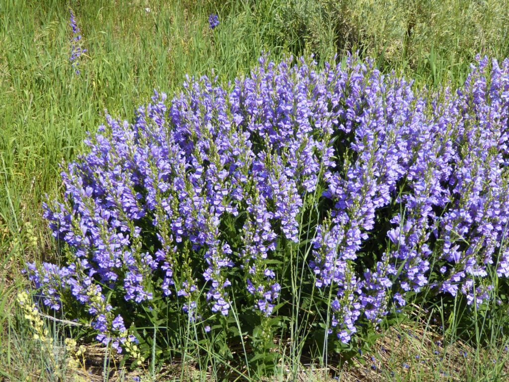 Penstemon venustus - Venus penstemon, elegant penstemon