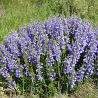 Penstemon venustus
